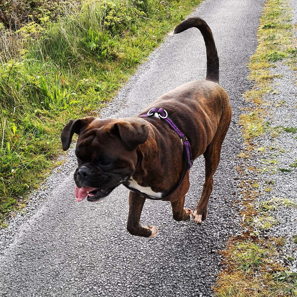 Boxer dog trotting happily along the road