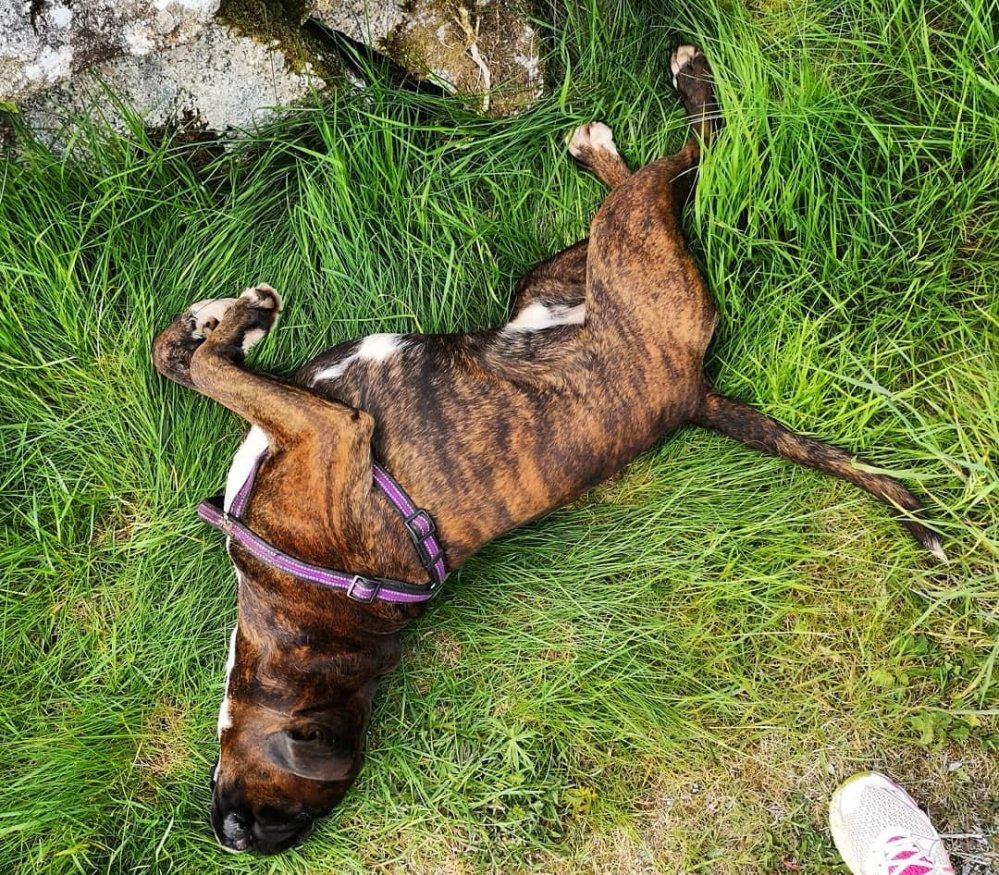 Boxer dog happilly rolling on green grass