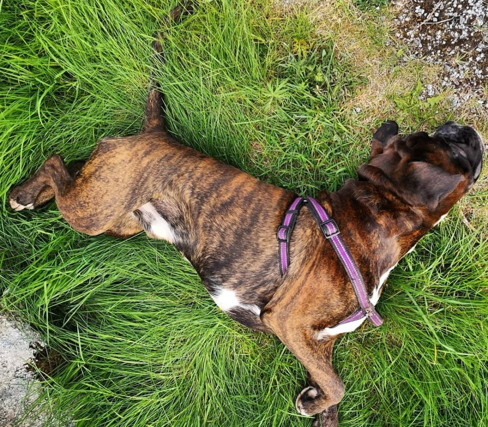 Boxer dog happilly rolling on green grass 