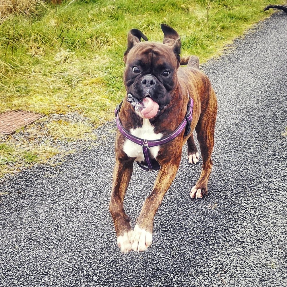 Boxer dog running with a very funny expression on his face