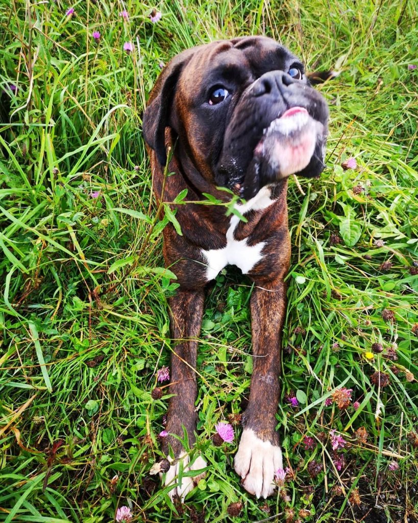 Boxer dog lying in grass with a cheeky expression 